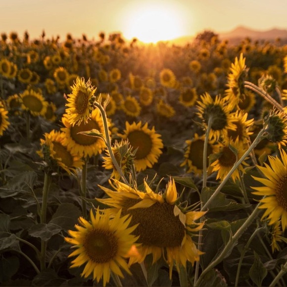 gldnsunflowers